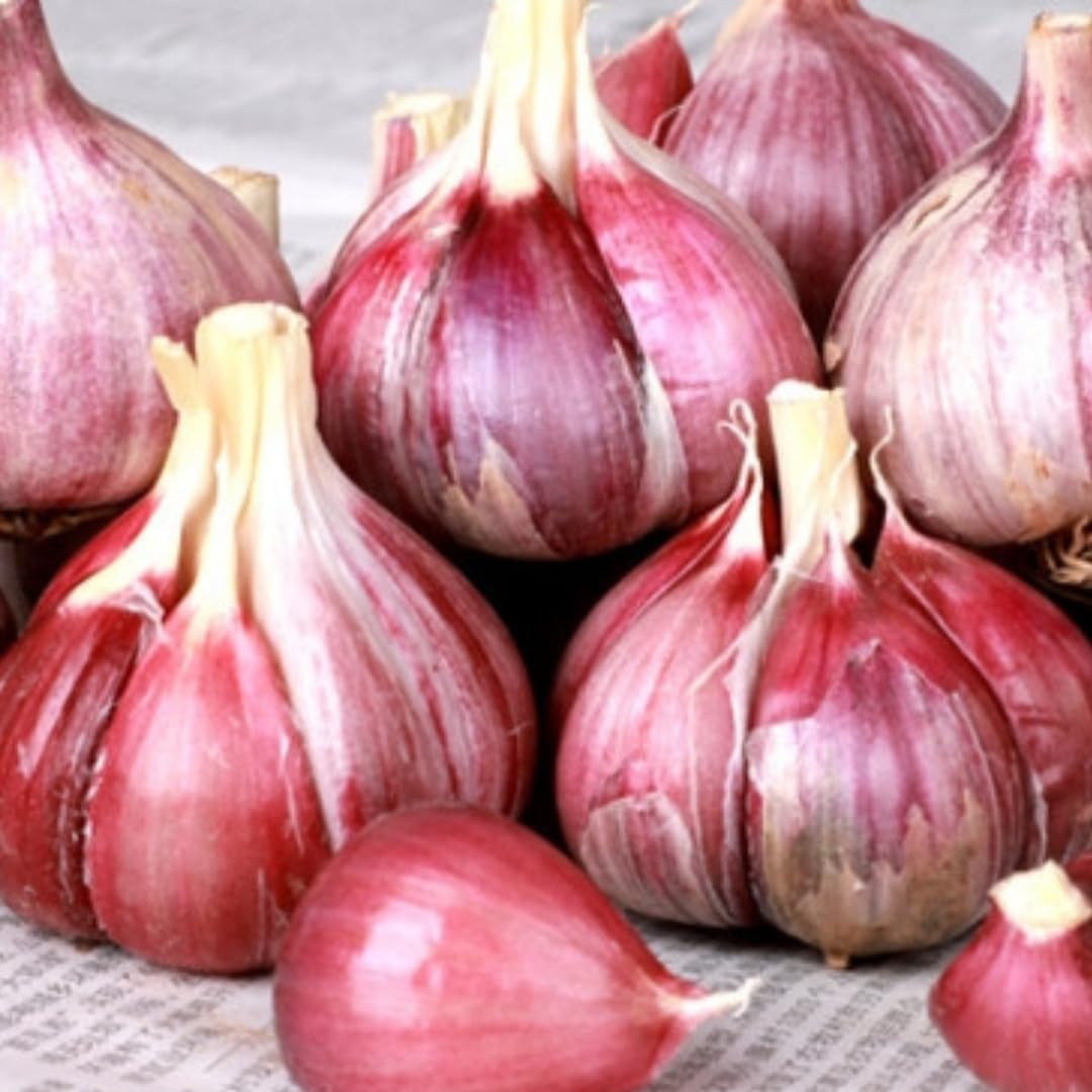 1 Pound Hard Neck Garlic for Planting in Fall, Red Garlic Bulb for Planting, Fresh and High Yield, Cold Hardy, Planting Softneck Hardneck