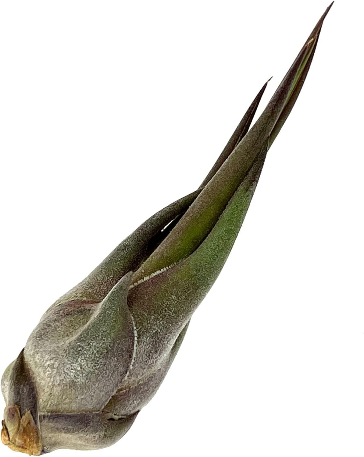 ragnaroc Air Plants - Tillandsia Seleriana, Large 4-6" - 3ct - Live Arrival Guaranteed - House Plants for Home Decor & Gift