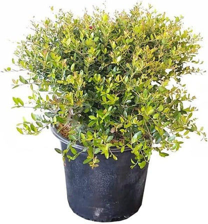 Dwarf Yaupon Holly | 1 Live Gallon Size Plant | Ilex Schilling Stokes Vomitoria | Evergreen Drought Tolerant Low Maintenance Hedge Shrub