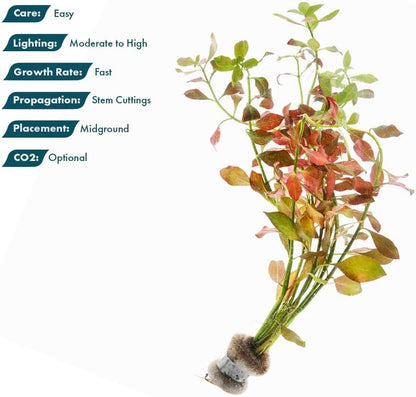 SubstrateSource Live Plants – Ludwigia Ovalis – Moderate to High Light, Green to Orange, Midground Accent – Lead Bunch, 4 Pack