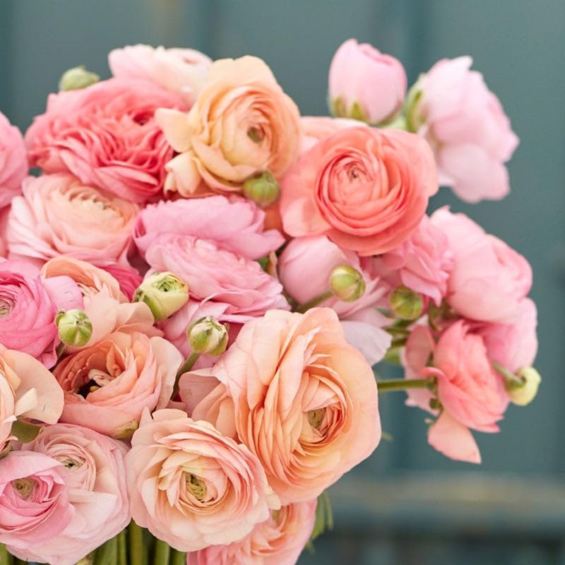 Eden Brothers Ranunculus Bulbs - Romantic Mix