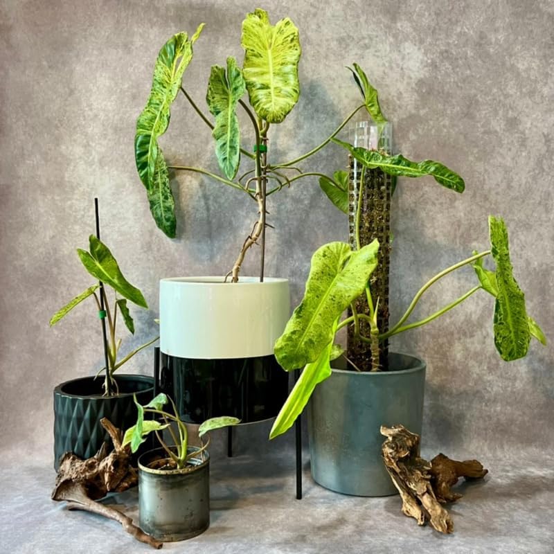 2 Long Leaf Philodendron Live Plant 5-9" Tall, Rare Tropical Indoor Houseplant Home Garden
