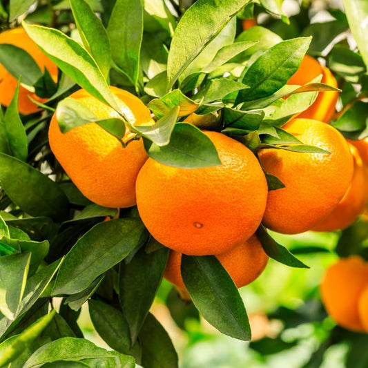 Tangerine Tree Plant, Live Sweet Tangerine Trees Live Plant in Pot, 2 to 3 Feet Tall Live Tangerine Fruit Tree for Planting Outdoor, No Ship to CA