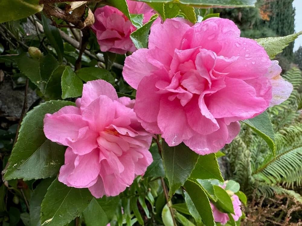 Sparkling Burgundy Camellia Bush, 1 Gallon, Fall Blooming Evergreen Shrub, 6-10 ft Tall