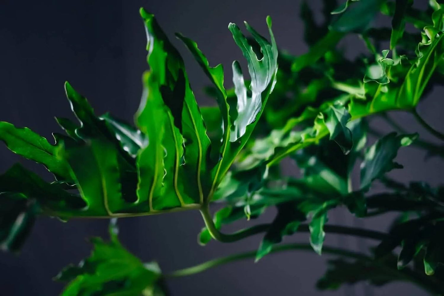 Gardenera Split Leaf Philodendron Soil Blend - Specially Designed for Unique Plant Needs - 4 Quart