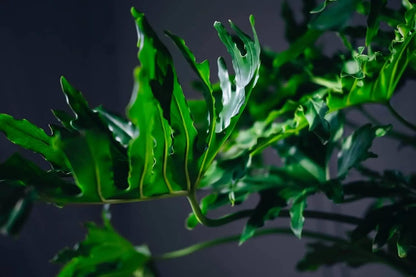 Gardenera Split Leaf Philodendron Potting Mix - Retains Moisture and Prevents Root Rot - 5 Quart