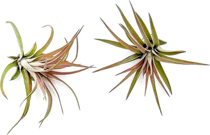 ragnaroc Air Plants - Tillandsia Brachycaulos Abdita, Large 4-6" - 2 ct - Live Arrival Guaranteed - House Plants for Home Decor & Gift