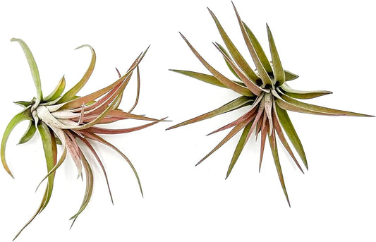 ragnaroc Air Plants - Tillandsia Brachycaulos Abdita, Large 4-6" - 2 ct - Live Arrival Guaranteed - House Plants for Home Decor & Gift