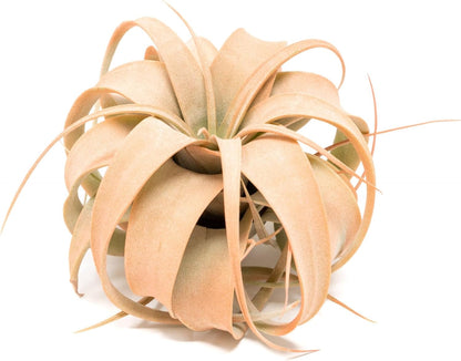 Coral Colorful Tillandsia Air Plants - Long Lasting Color Enhanced Live Tillandsia Succulent House Plants - Home and Garden Decor - Easy Care Indoor/Outdoor Plants (Mini Xerographica, Pack of 3)