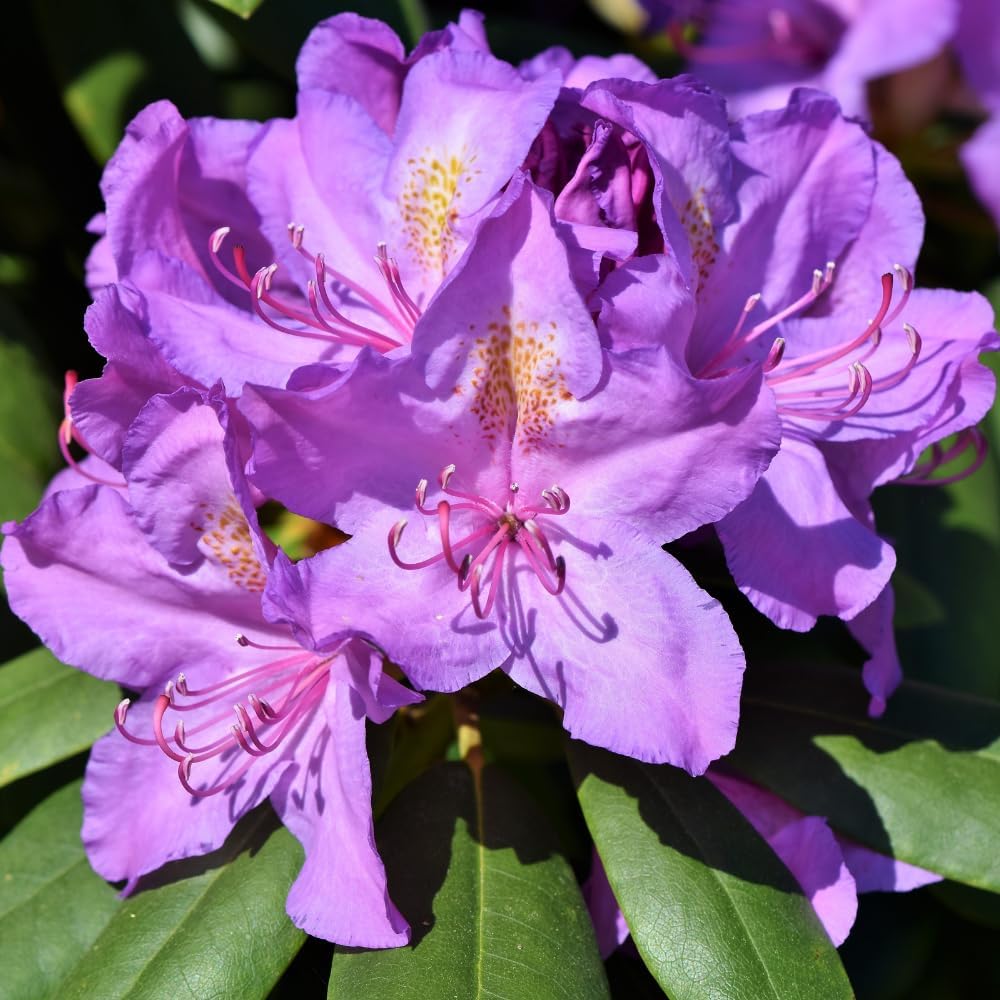 Rhododendrons Plant Live, Light Purple Rhododendron Shrub, Large Flowering Tree 1 Gallon Potted for Gardening