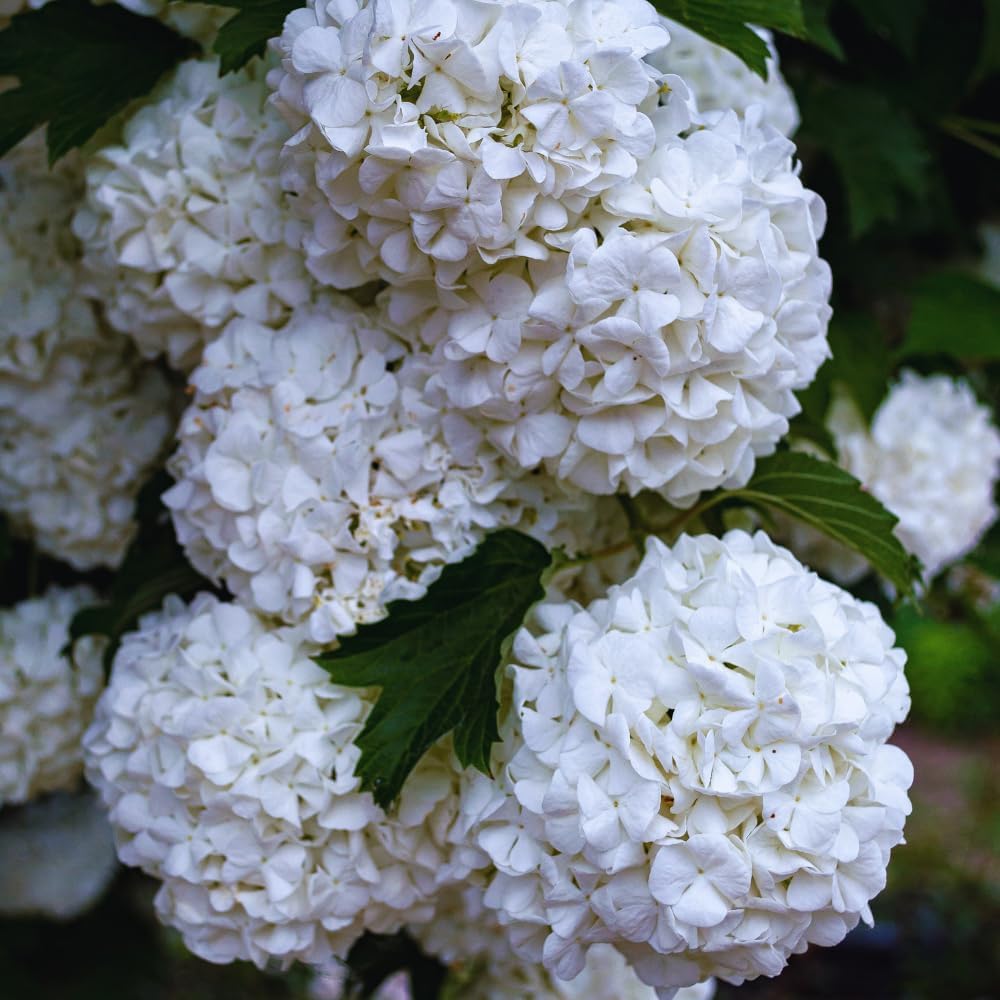 Snowball Bush Plant, Old Fashion Snowball Viburnum Bush Live Plant, 4 Inc Potted