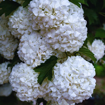 Snowball Bush Plant, Old Fashion Snowball Viburnum Bush Live Plant, 4 Inc Potted