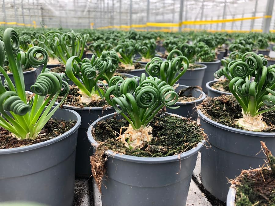 Gardenera Premium Albuca Spiralis Potting Soil Mix - Perfect Balance of Nutrients, Drainage, and Aeration for Thriving Blooms - 4 Quart