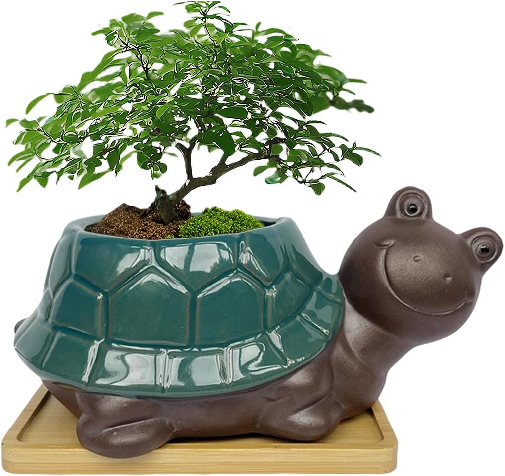 MUZHI Ceramic Bonsai Pot with Bamboo Tray SmilingTurtle Shape, Cute Animal Succulent Cactus Planter with Drainage Hole, Art Desk Decorations and Gift