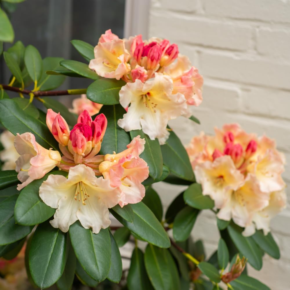 Rhododendrons Plant Live, Pink Yellow Rhododendron Shrub, Large Flowering Tree 1 Gallon Potted for Gardening