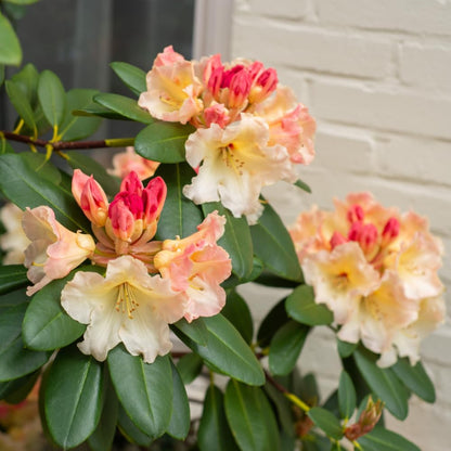 Rhododendrons Plant Live, Pink Yellow Rhododendron Shrub, Large Flowering Tree 1 Gallon Potted for Gardening