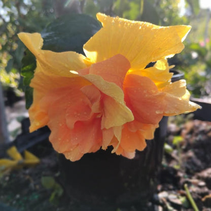 2 Hibiscus Live Plants, Clump 8-12” Tall, Hardy Hibiscus Plants Live, Hibiscus Trees Flowering Shrub (Double Peach Hibiscus)