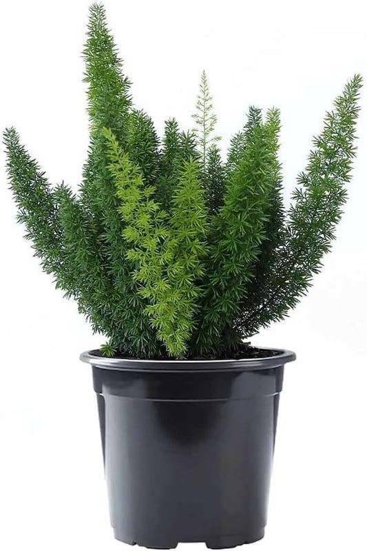 American Plant Exchange Foxtail Fern – 6-Inch Pot – Live Easy Care Tropical Plant with Arching
