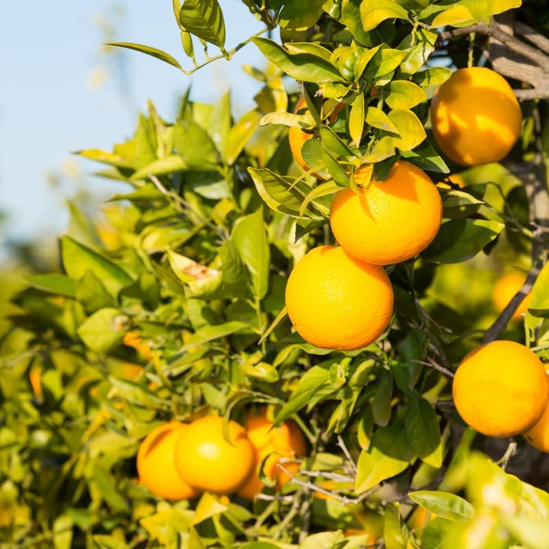 Orange Tree Live, Valencia Orange Tree 2 to 3 Feet Height, Fruit Plant Live in Pot, Citrus Outdoor Trees Live Plant No Ship to CA