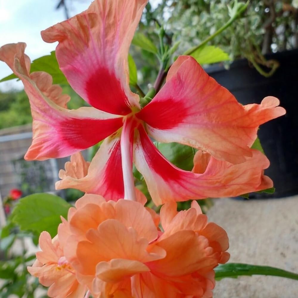 2 Hibiscus Live Plants, Clump 8-12” Tall, Hardy Hibiscus Plants Live, Hibiscus Trees Flowering Shrub (Peach Hibiscus)