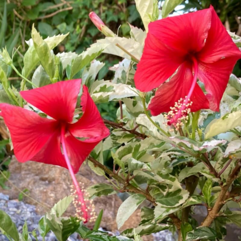 Snow Hibiscus Plant Live, Hardy Hibiscus Flowers Colorful Blooms for Outdoor Landscapes, 8-10 Inch Height, Hibiscus Shrubs, No Pot, Well-Rooted