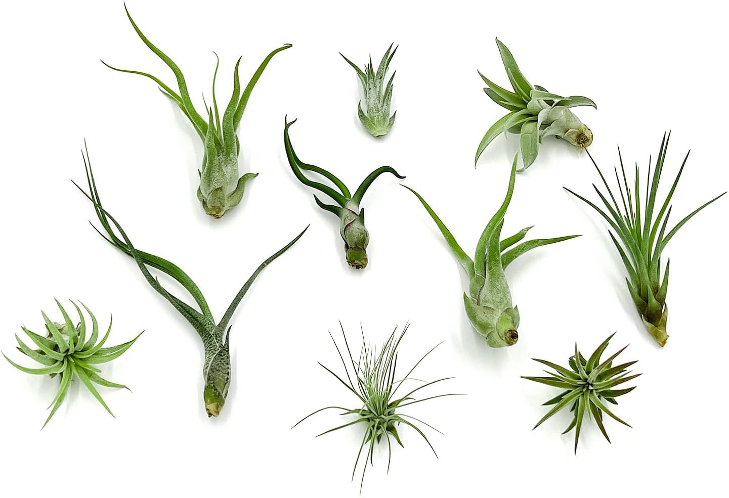 Air Plants - Tillandsia Variety Pack, Regular 1-3" - 10ct - Live Arrival Guaranteed - House Plants for Home Decor & Gift