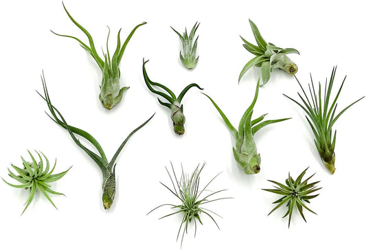 Air Plants - Tillandsia Variety Pack, Regular 1-3" - 10ct - Live Arrival Guaranteed - House Plants for Home Decor & Gift