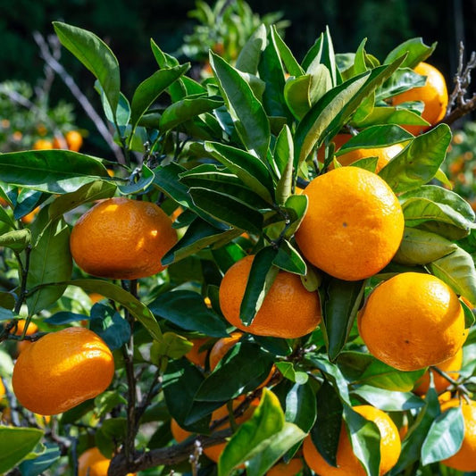 Mandarin Sweet Orange Tree, Murcott Tangerine Tree, Tangerine Tree 2 Feet Height in Pot, Tangerine Tree Live Plant, Live Tangerine Tree Plant No Ship to CA