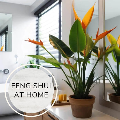 Bird of Paradise Plants Live (4-Pack), Strelitzia Plants with Perennial Orange Flowers, Indoor/Outdoor Plants, Exotic Tropical Decor, Not Artificial, 6-10" Height. 2" Pot
