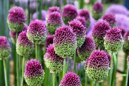 100 Drumstick Allium Bulbs for Planting - Perennial Garden or Container Flowers