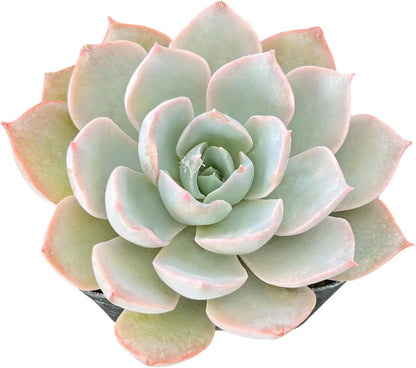Sprout N Green Echeveria Desmetiana De Smelt, 1 Live Mini Succulent Plant Fully Rooted in 2 inch Starter Pot, Real House Plant for Indoor Outdoor Home Office Wedding Decoration Party Favor