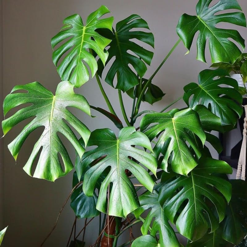 Deliciosa Monstera Plant Live, Swiss Cheese Philodendron Indoor Houseplant 4-9 Inches, Tropical Philodendron