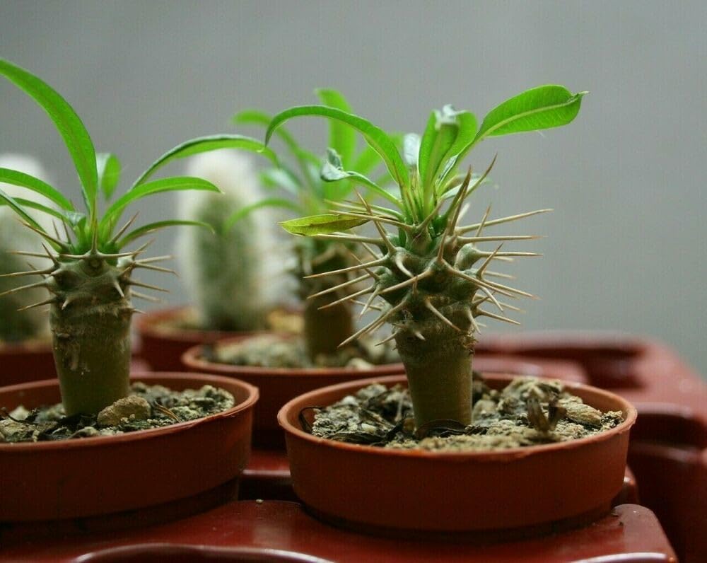 Gardenera Madagascar Palm Potting Mix - Promote Strong Roots and Captivating Form with Our Premium Blend - 4 Quart