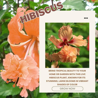 Peach Hibiscus Plant Live, Hardy Hibiscus Flowers Colorful Blooms for Outdoor Landscapes, 8-10 Inch Height, Hibiscus Shrubs, No Pot, Well-Rooted