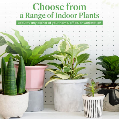 American Plant Exchange Monstera Deliciosa - Live 6-Inch Pot, Easy-Care Split Leaf Vine, Low-Maintenance Air Purifying Houseplant for Home, Office & Garden Décor