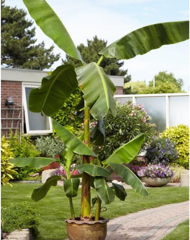 Basjoo Banana Plant Live, 4-6" Tall Well-Rooted for Indoor Tropical Displays, Cold Hardy Banana Fruit Tree