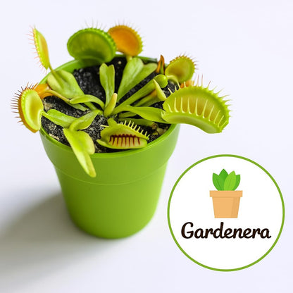 Gardenera Professional Carnivorous Plant Soil - Ready to Use for Venus Flytraps, Sundews, Pitcher Plants, Butterworts | Peat Moss, Coco Coir, Perlite - 1 Quart Bag