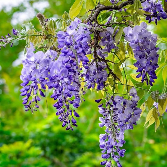 2 Blue Flowering Chinese Wisteria Vines - 6-12" Tall Live Plants - Wisteria Seedlings - Wisteria