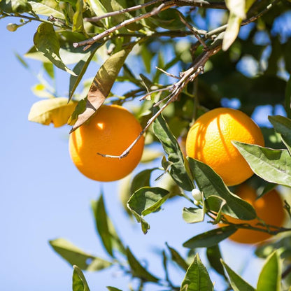 Live Valencia Orange Tree, Citrus Tree, Live Valencia Orange Plant Outdoor, 2 Feet Tall Potted Trees No Ship to CA