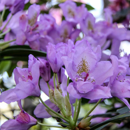 Rhododendrons Plant Live, Blue Rhododendron Shrub, Large Flowering Tree 1 Gallon Potted for Gardening