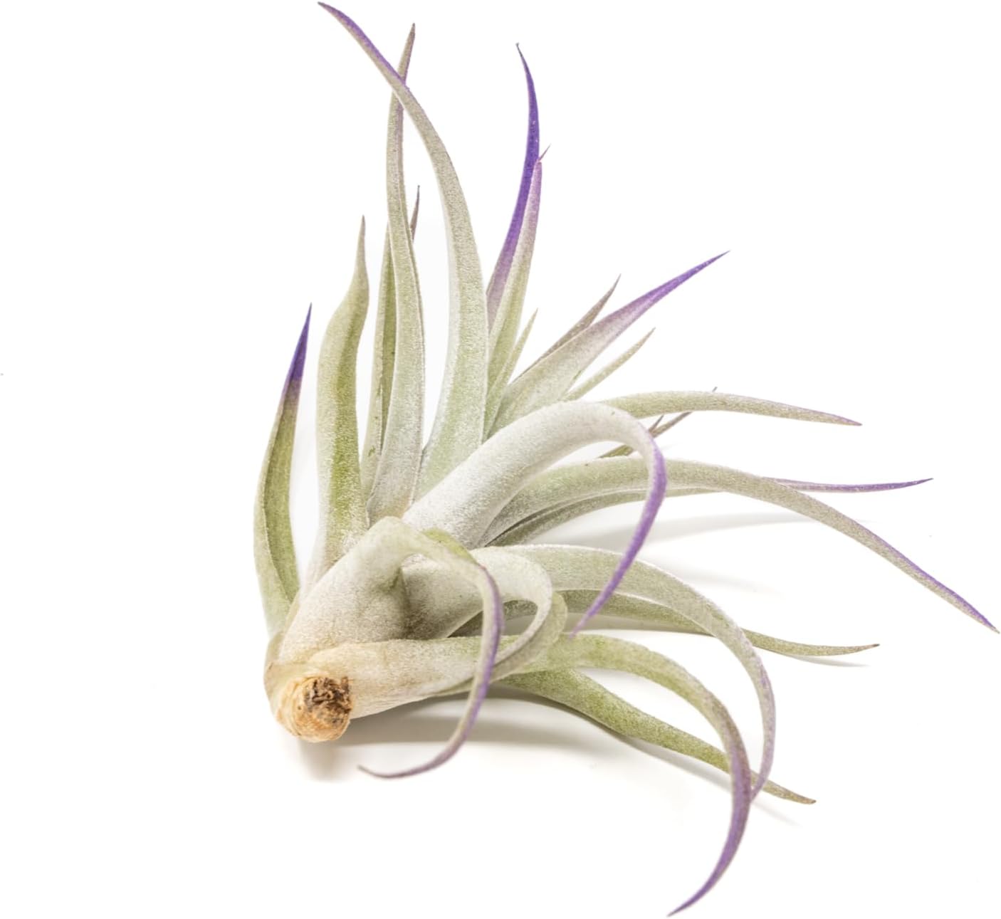 Purple Colorful Tillandsia Air Plants - Long Lasting Color Enhanced Live Tillandsia Succulent House Plants - Home and Garden Decor - Easy Care Indoor and Outdoor (Harrisii, Single)