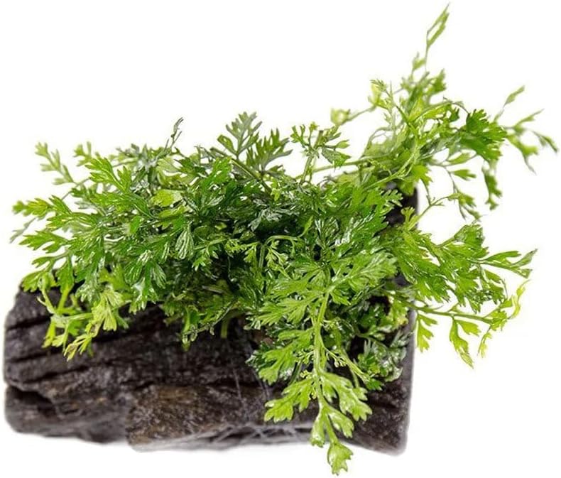SubstrateSource Live Planted Decor - Mini Bolbitis on Driftwood - Light Green Aquatic Plant with Lush Foliage, Foreground to Midground Epiphytic Fern Placement for Aquascaping - Small, 1 Pack
