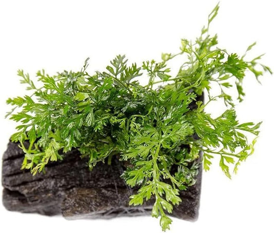 SubstrateSource Live Planted Decor - Mini Bolbitis on Driftwood - Light Green Aquatic Plant with Lush Foliage, Foreground to Midground Epiphytic Fern Placement for Aquascaping - Small, 1 Pack