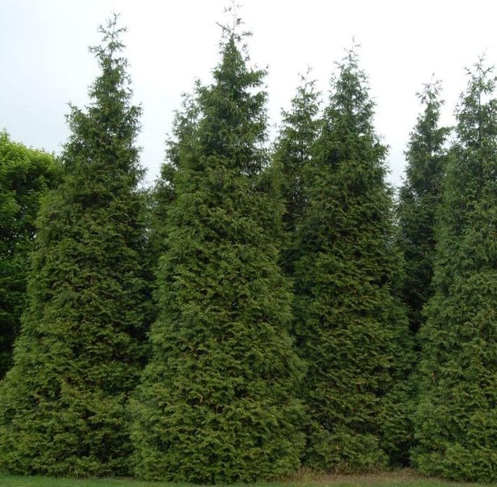 Two Pack of Green Giant Arborvitae Trees - Fast Growing Evergreen - 2 Live Plants Shipped 1 to 2 Feet Tall by DAS Farms (No California)