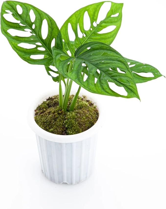 Premium Monstera Acuminata Potting Mix - Hand-Crafted for Optimal Nutrient Absorption by Gardenera - 1 Quart