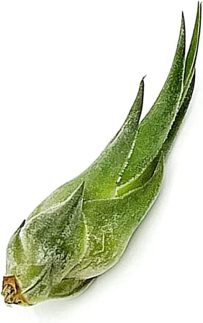 ragnaroc Air Plants - Tillandsia Seleriana, Large 4-6" - 5ct - Live Arrival Guaranteed - House Plants for Home Decor & Gift