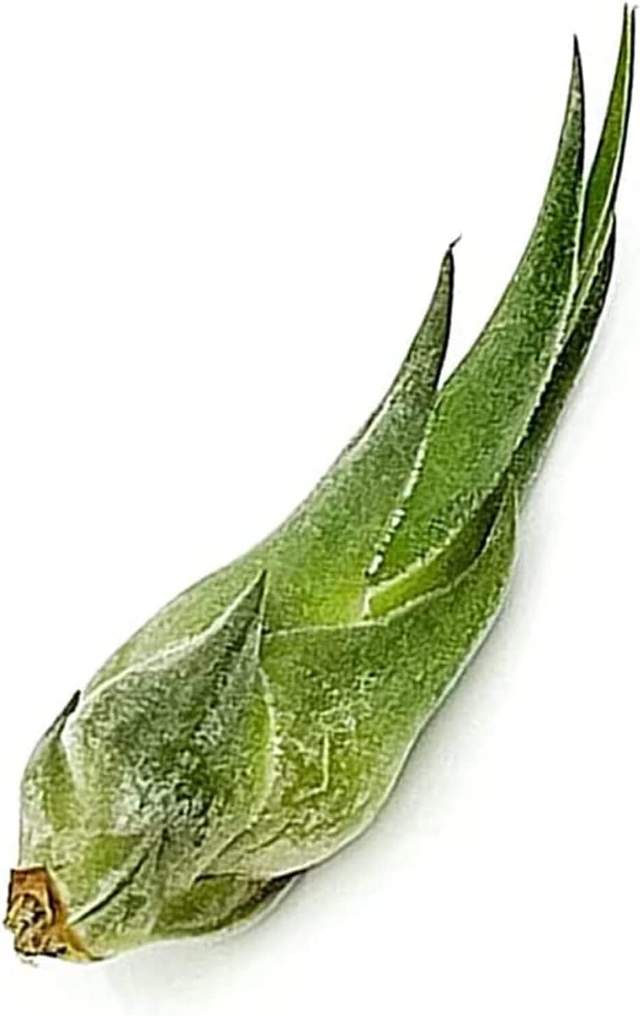 ragnaroc Air Plants - Tillandsia Seleriana, Large 4-6" - 2ct - Live Arrival Guaranteed - House Plants for Home Decor & Gift