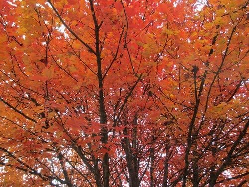 Autumn Blaze Maple Tree - 1 Gallon, Established Roots Potted - Acer x Freemanii, Fast Growing Tree, Fall Colors