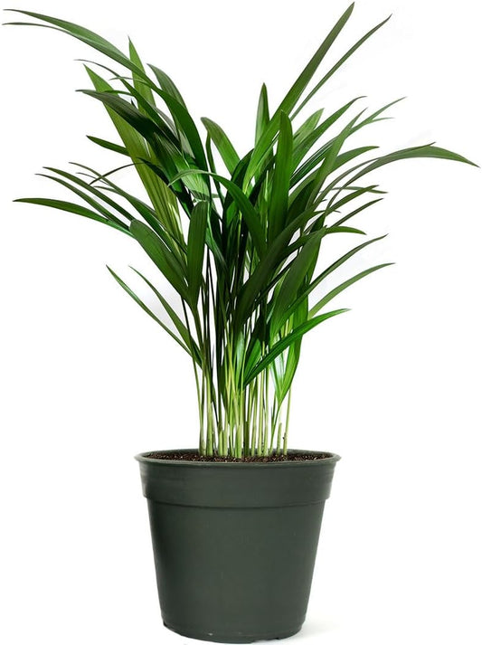 American Plant Exchange Live Areca Palm – 6-Inch Pot – Tropical Houseplant with Feathery Green Fronds, Pet-Friendly Easy Care Indoor Plant for Homes, Offices, Apartments & Decorative Spaces