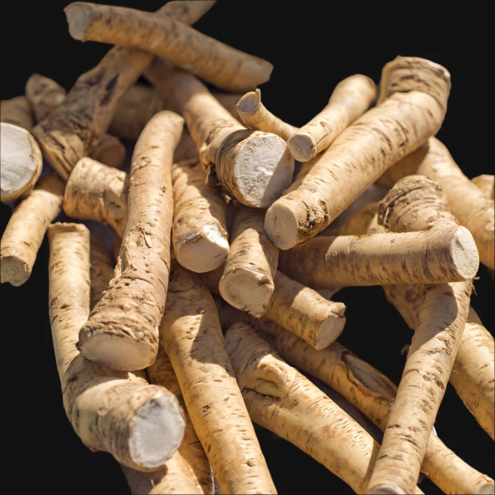 XL Size Horseradish Crown Root Plant, Horseradish Crowns to Plant, Planting Size Roots, No HI